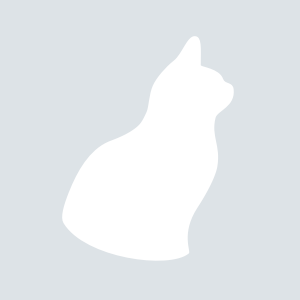Selkirk Rex Shorthair cat breed photo
